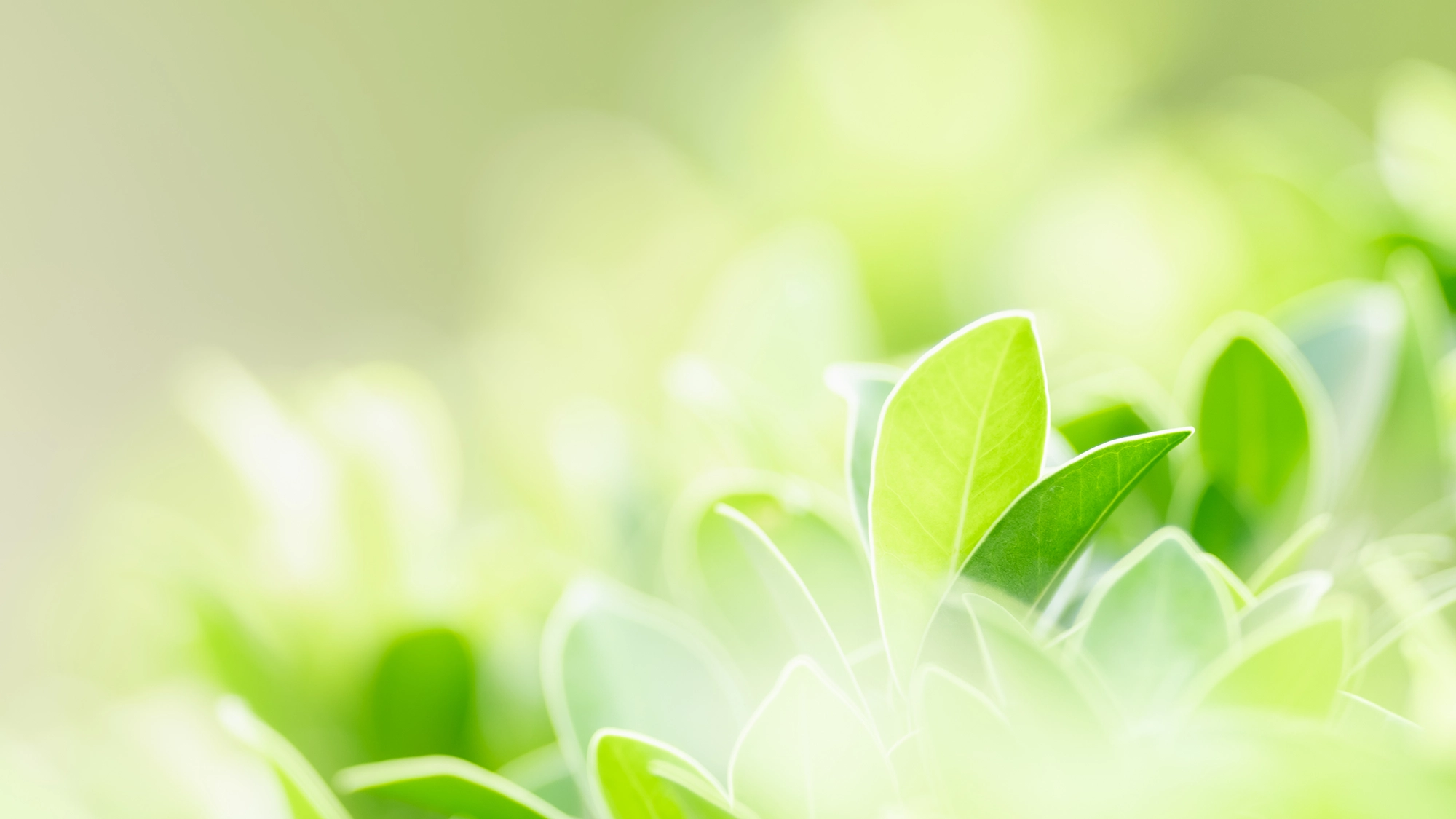 自分LP 会社概要